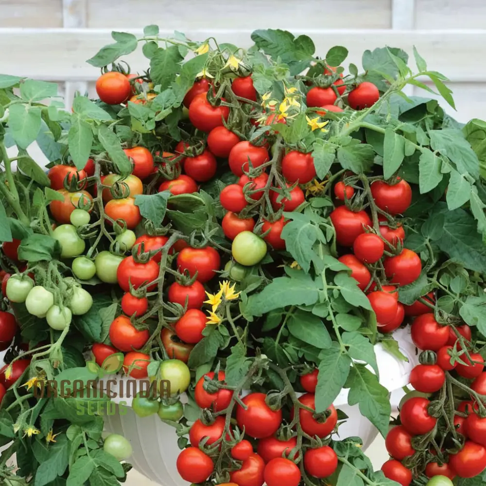 Tomato Totem Seeds - Compact and Productive Tomato Plants for Your Garden