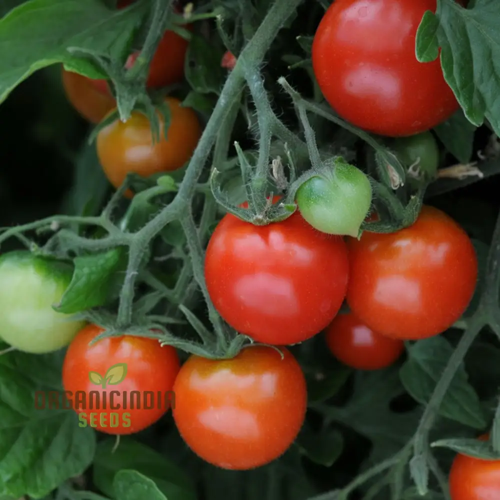 Tomato Totem Seeds - Compact and Productive Tomato Plants for Your Garden - Image 3