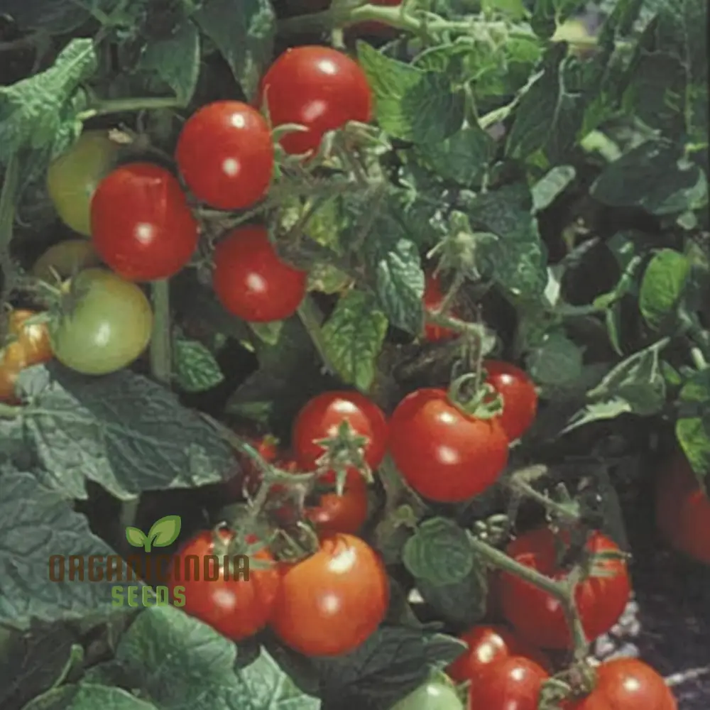 Tomato Totem Seeds - Compact and Productive Tomato Plants for Your Garden - Image 4