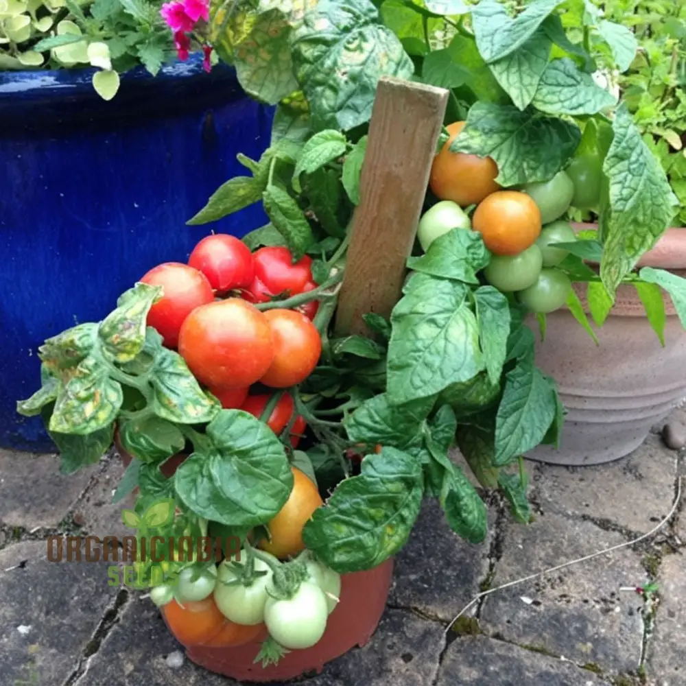Tomato Totem Seeds - Compact and Productive Tomato Plants for Your Garden - Image 5