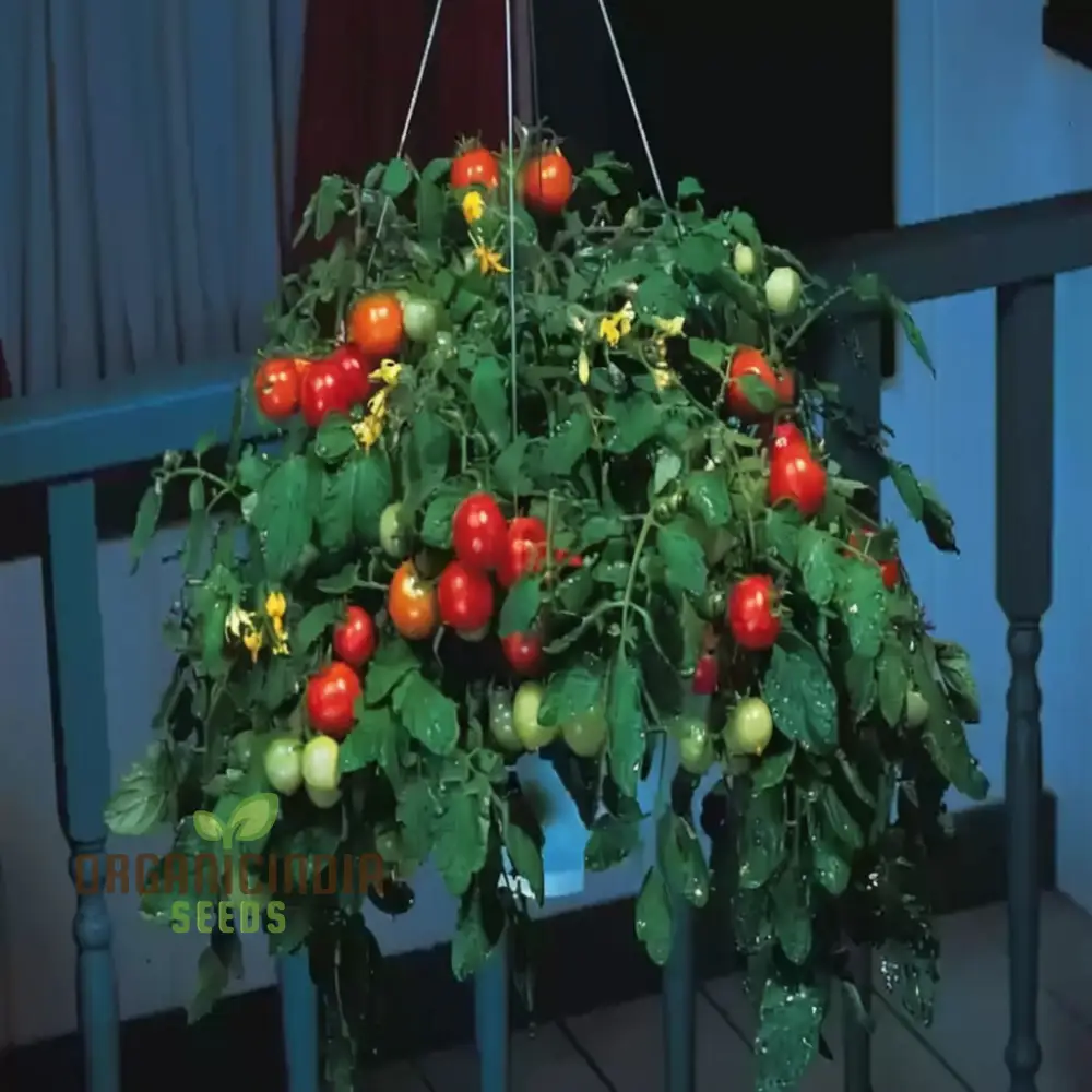 Tomato Tumbler Seeds - Grow Abundant and Delicious Tumbler Tomatoes