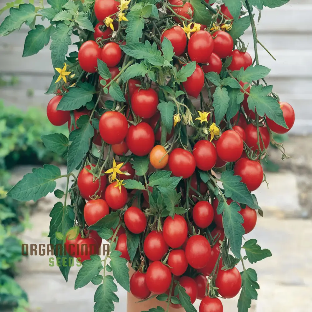 Tomato Tumbler Seeds - Grow Abundant and Delicious Tumbler Tomatoes - Image 3