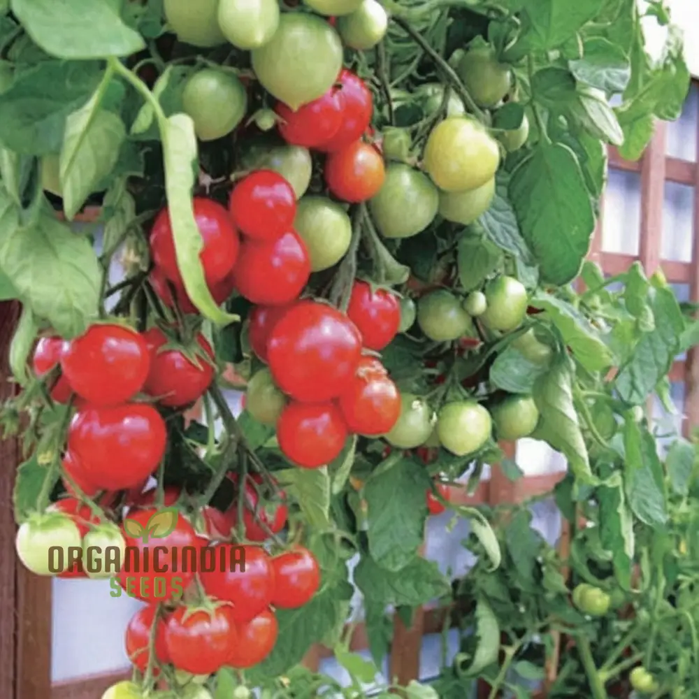 Tomato Tumbler Seeds - Grow Abundant and Delicious Tumbler Tomatoes - Image 4