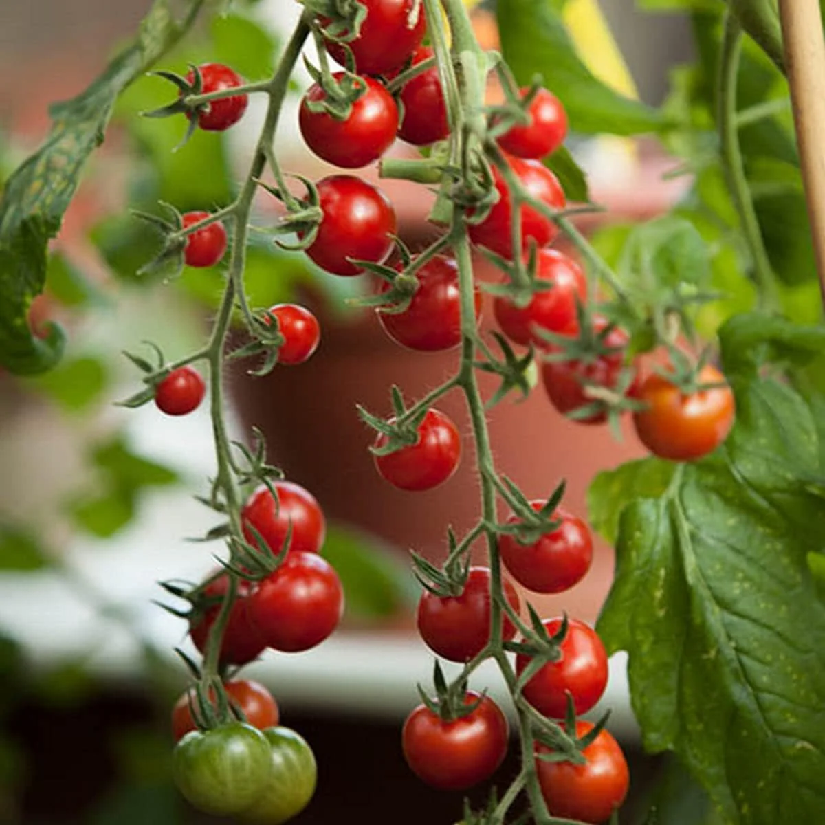 Tomato Tumbling Tom Red Seeds - Perfect for Abundant and Flavorful Hanging Basket Tomatoes - Image 3