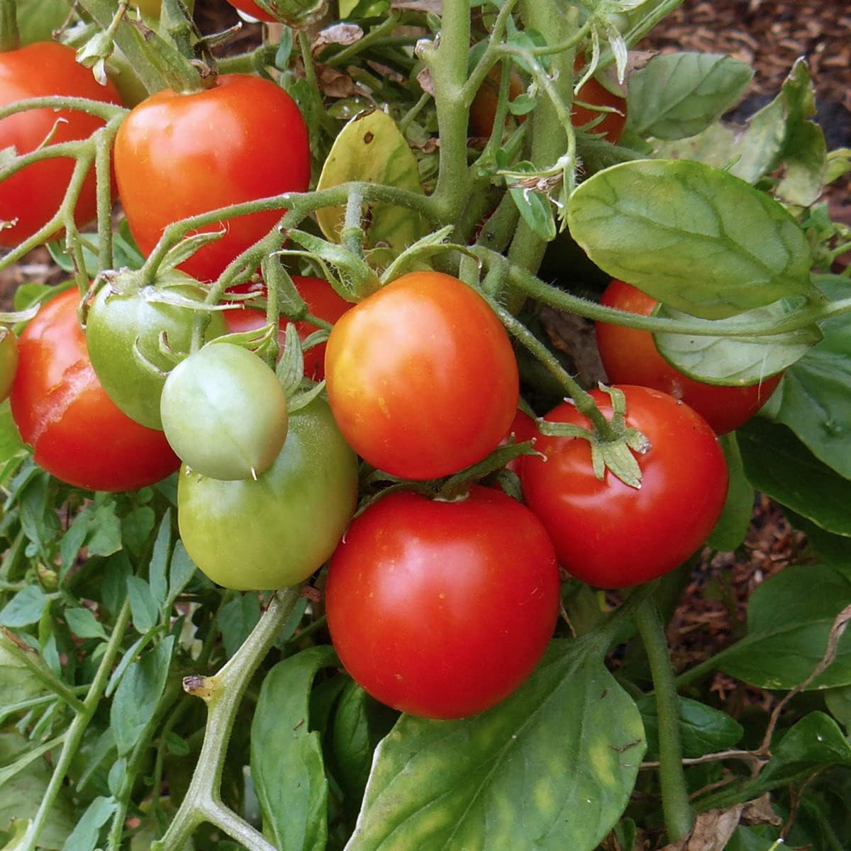 Tomato Tumbling Tom Red Seeds - Perfect for Abundant and Flavorful Hanging Basket Tomatoes - Image 4