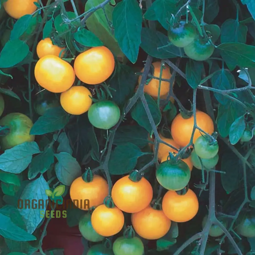 Tomato Tumbling Tom Yellow Seeds - Grow Bright and Flavorful Yellow Tumbler Tomatoes