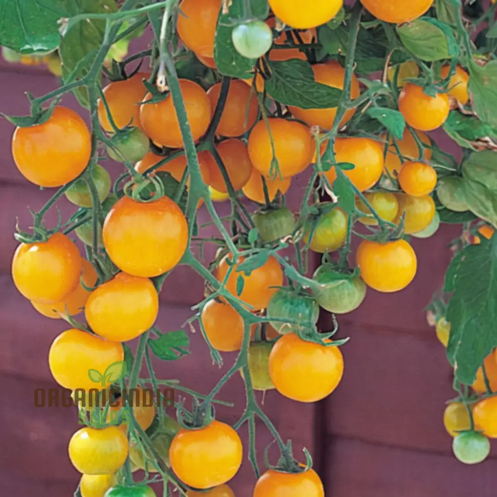 Tomato Tumbling Tom Yellow Seeds - Grow Bright and Flavorful Yellow Tumbler Tomatoes - Image 3