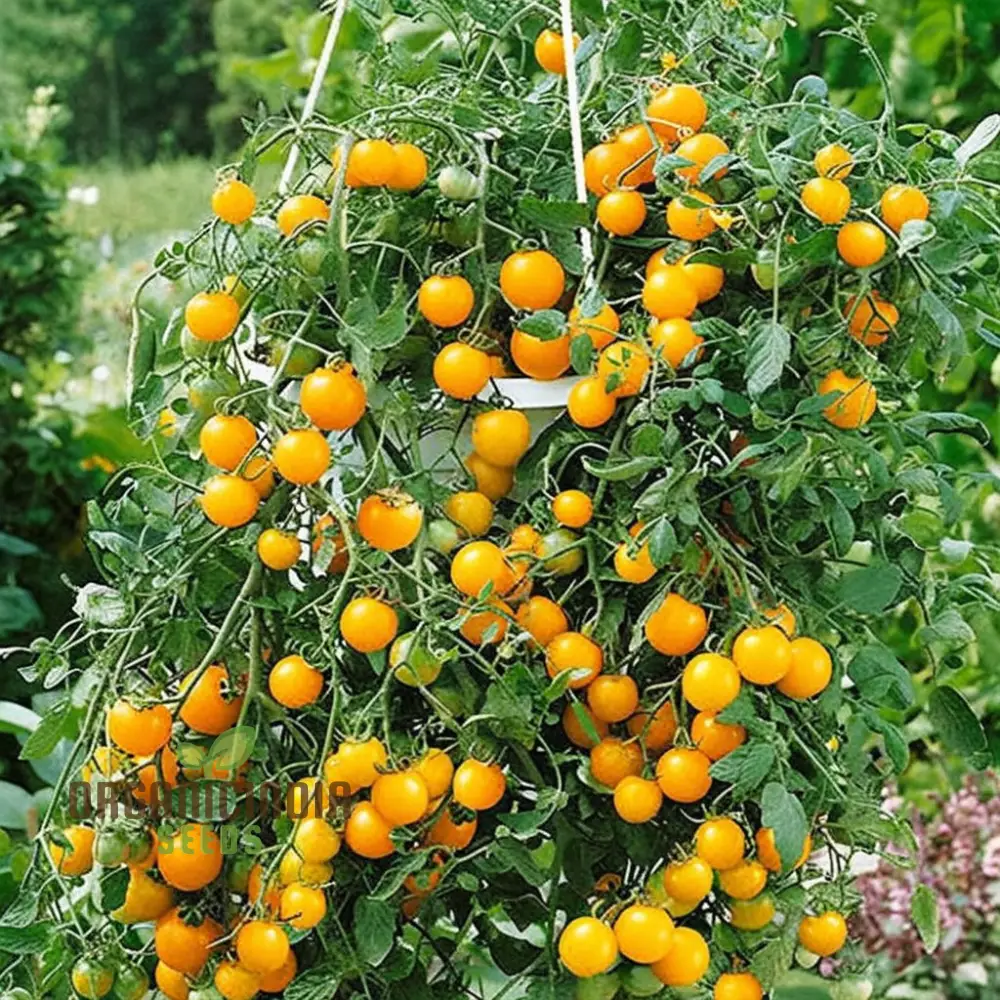 Tomato Tumbling Tom Yellow Seeds - Grow Bright and Flavorful Yellow Tumbler Tomatoes - Image 4