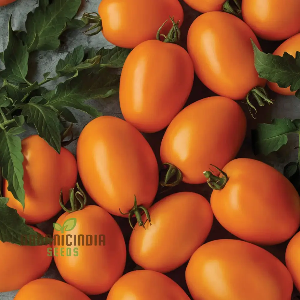 Tomato Vivacious Seeds - Grow Bold and Flavorful Vivacious Tomatoes in Your Garden - Image 3