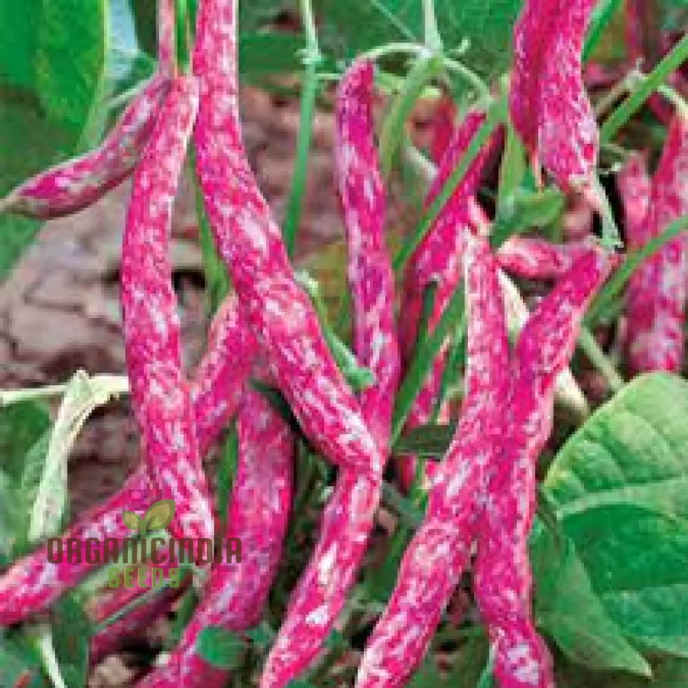 Tongue of Fire Red Bean Seeds for Planting-Premium Planting Seeds for Your Garden
