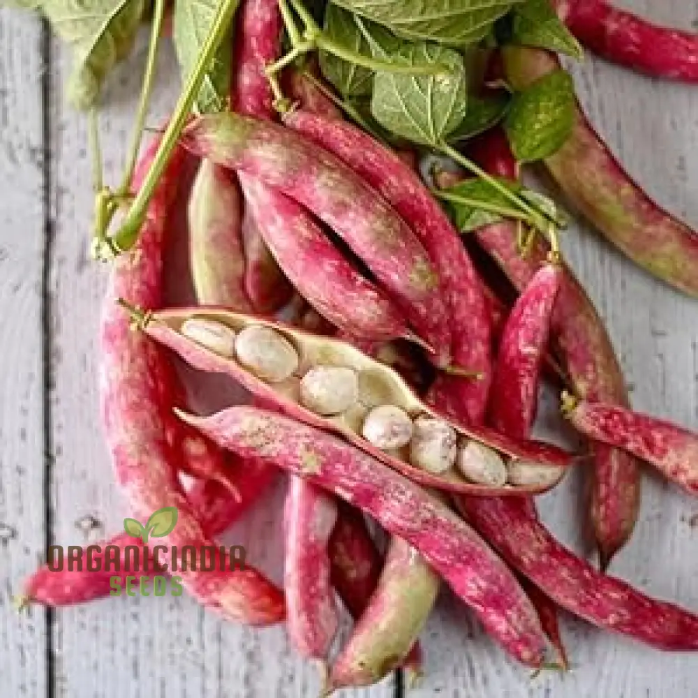 Tongue of Fire Red Bean Seeds for Planting-Premium Planting Seeds for Your Garden - Image 3