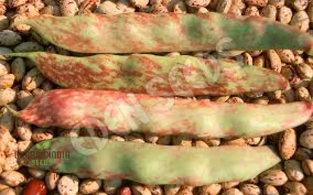 Tongue of Fire Red Bean Seeds for Planting-Premium Planting Seeds for Your Garden - Image 4