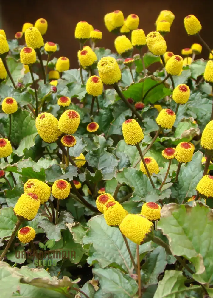 Toothache Plant Seeds – Premium Quality Medicinal Herb for Home & Organic Gardens