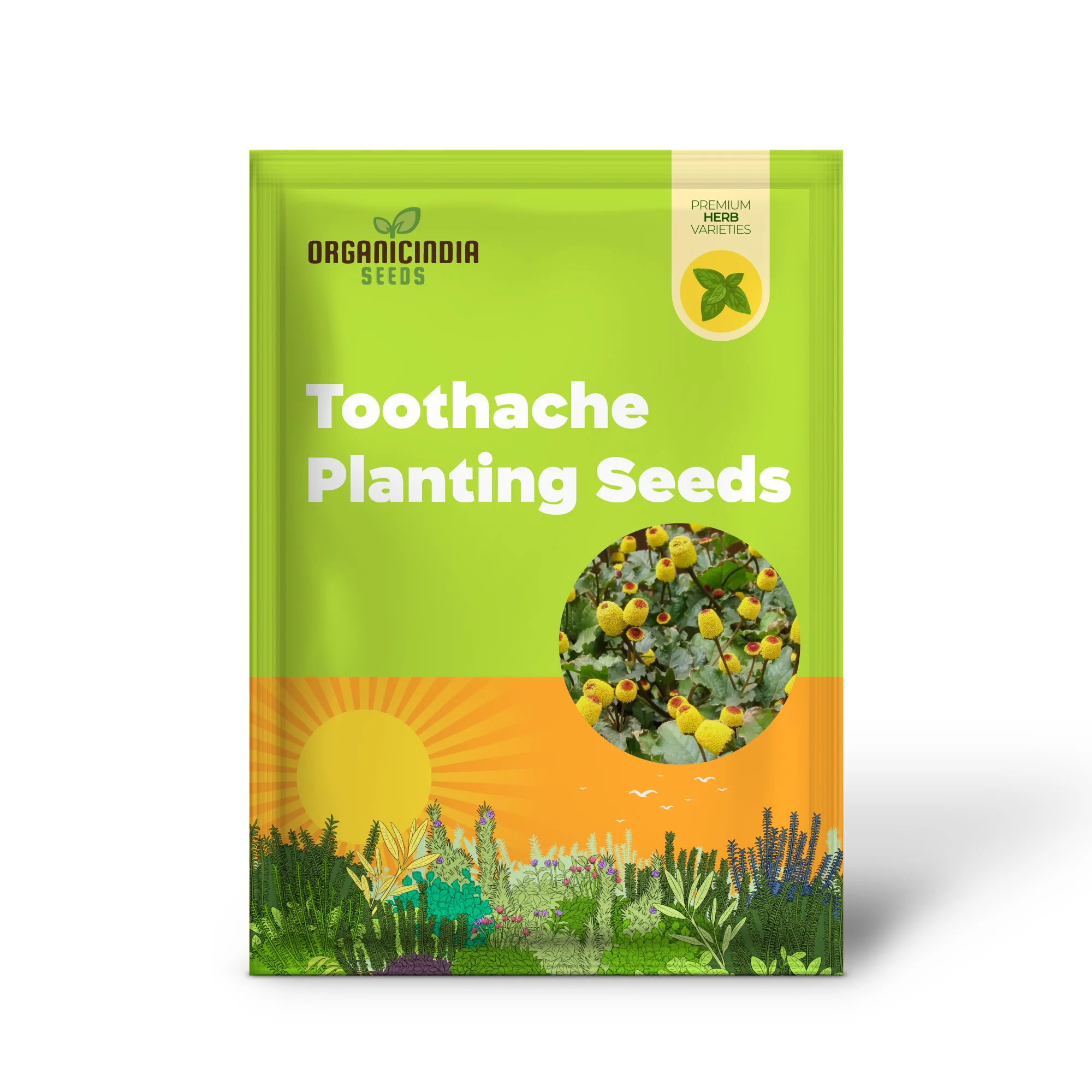 Toothache Plant Seeds – Premium Quality Medicinal Herb for Home & Organic Gardens - Image 2