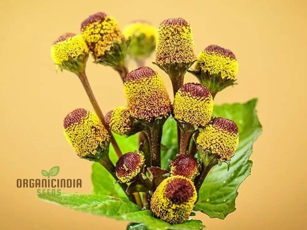 Toothache Plant Seeds – Premium Quality Medicinal Herb for Home & Organic Gardens - Image 3