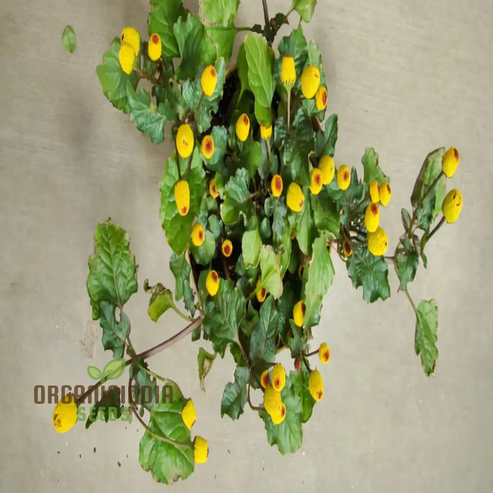 Toothache Plant Seeds – Premium Quality Medicinal Herb for Home & Organic Gardens - Image 4