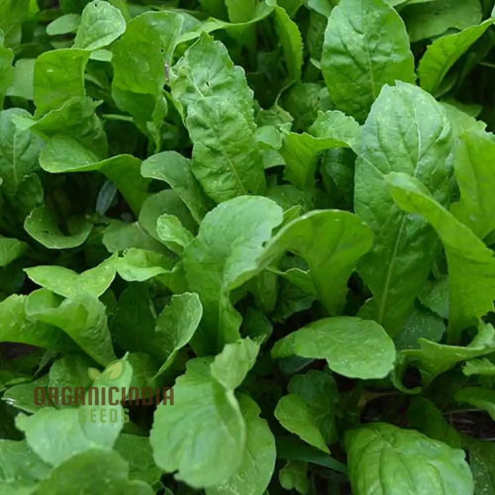 Touch of Apollo Arugula Seeds, Premium Quality for Home Gardeners, Shop Exquisite Garden Seeds