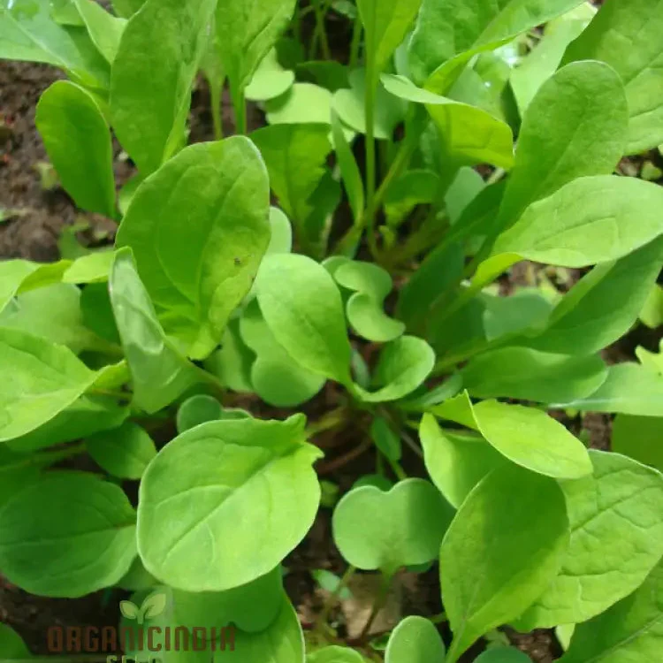 Touch of Apollo Arugula Seeds, Premium Quality for Home Gardeners, Shop Exquisite Garden Seeds - Image 3