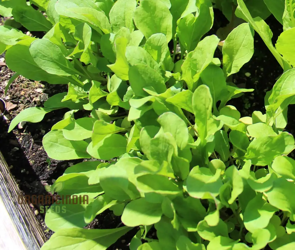 Touch of Apollo Arugula Seeds, Premium Quality for Home Gardeners, Shop Exquisite Garden Seeds - Image 4