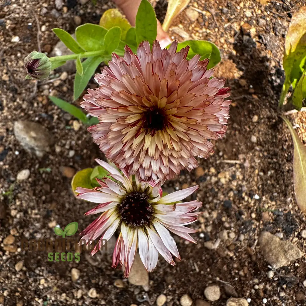 Touch of Red Buff Calendula Flower Seeds, Premium Garden Seeds for Vibrant Blooms, Gardening