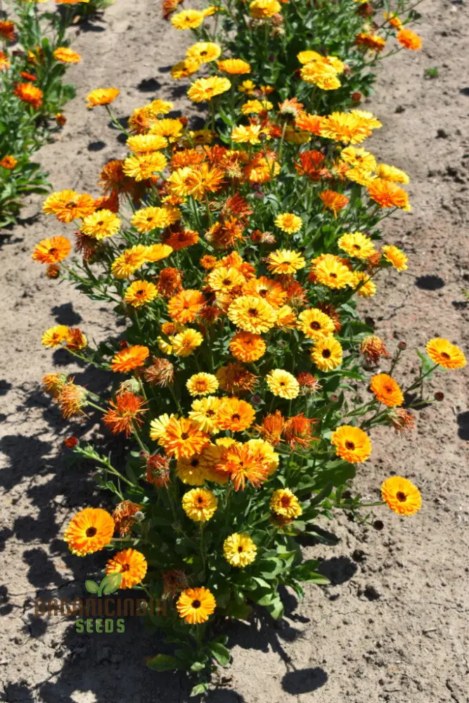 Touch of Red Buff Calendula Flower Seeds, Premium Garden Seeds for Vibrant Blooms, Gardening - Image 3