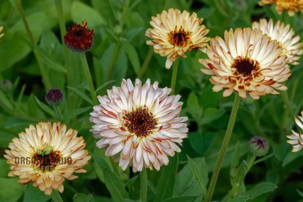 Touch of Red Buff Calendula Flower Seeds, Premium Garden Seeds for Vibrant Blooms, Gardening - Image 4