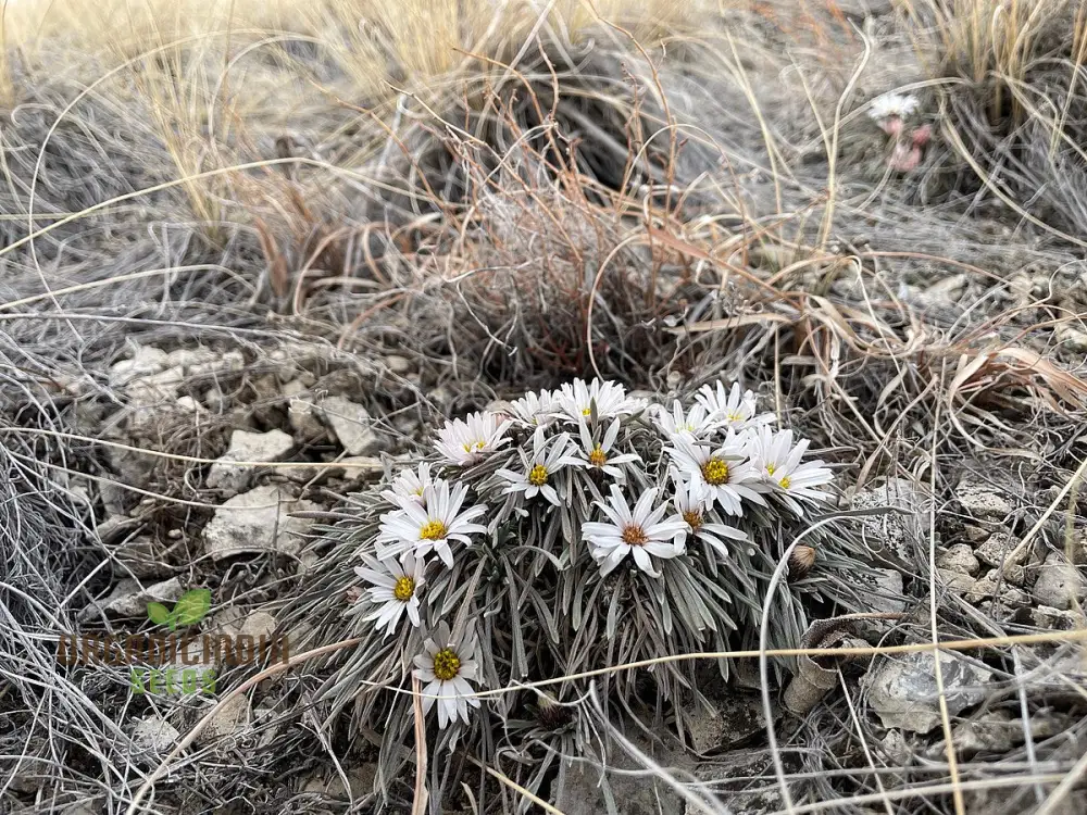 Townsendia hookeri Seeds for Gardening Enthusiasts | Rare Wildflower Seeds for Home Gardens and Landscaping