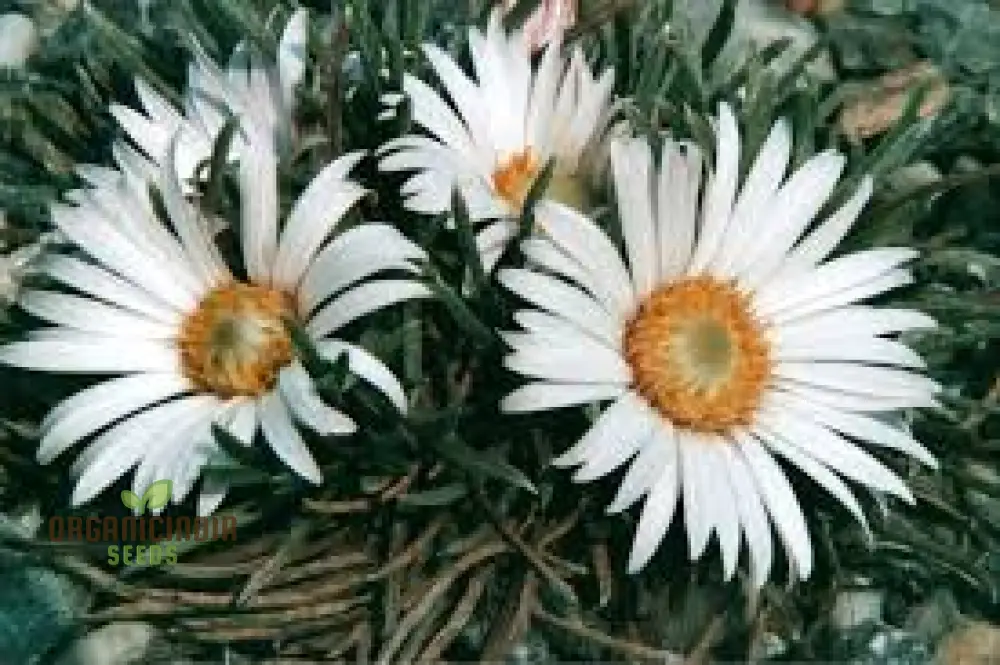Townsendia hookeri Seeds for Gardening Enthusiasts | Rare Wildflower Seeds for Home Gardens and Landscaping - Image 3
