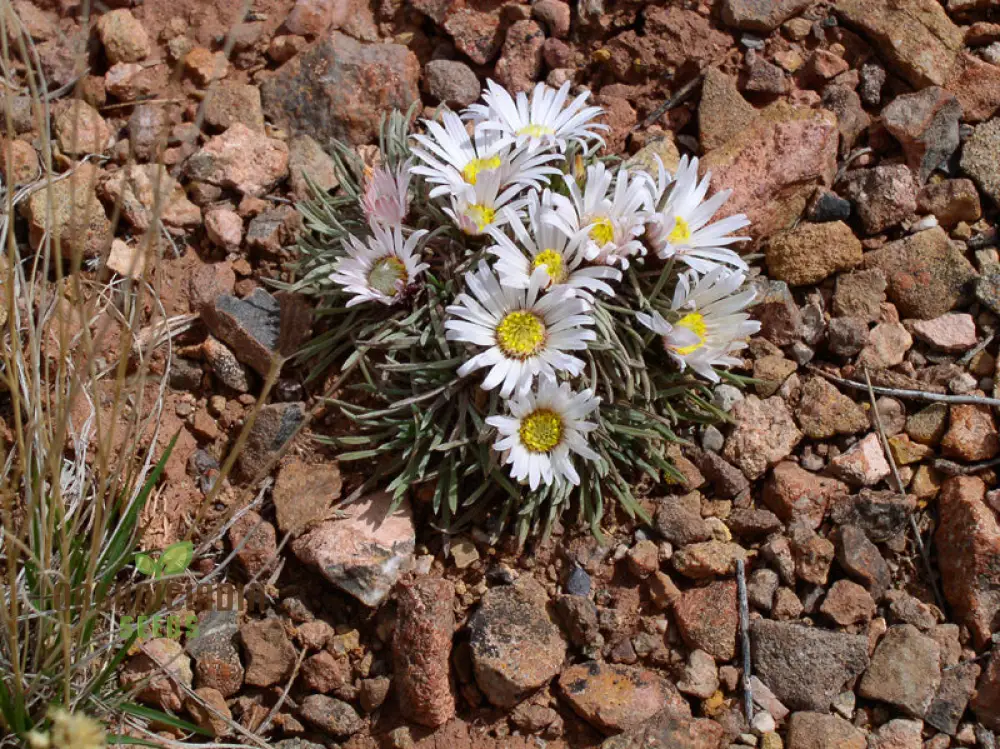 Townsendia hookeri Seeds for Gardening Enthusiasts | Rare Wildflower Seeds for Home Gardens and Landscaping - Image 4