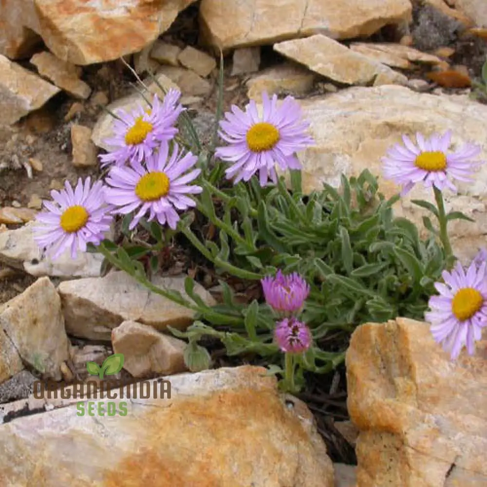 Townsendia Parryi Seeds for Exquisite Garden Blooms | Hardy Perennial Wildflower Seeds for Gardening Enthusiasts