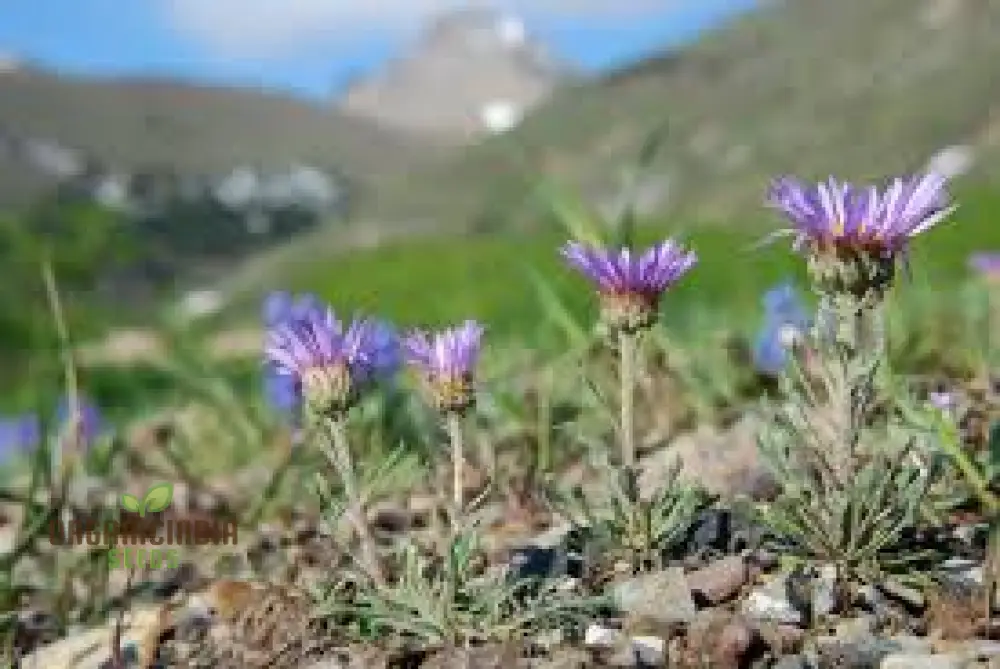 Townsendia Parryi Seeds for Exquisite Garden Blooms | Hardy Perennial Wildflower Seeds for Gardening Enthusiasts - Image 4