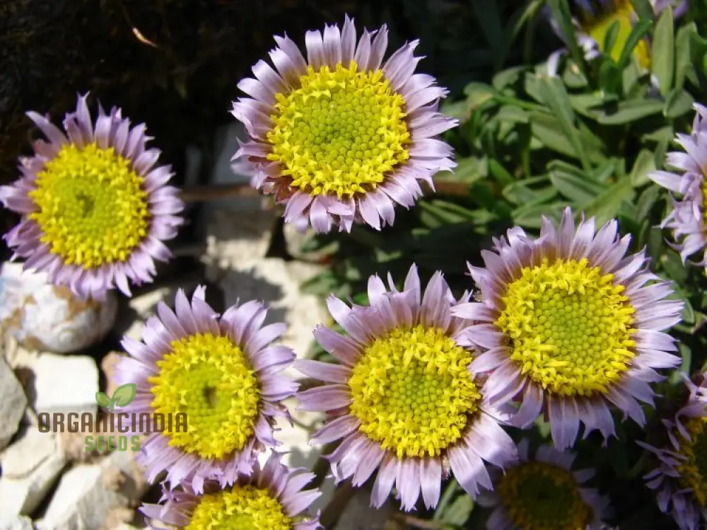 Townsendia Rothrockii Seeds for Gardening Enthusiasts - High-Quality Flower Seeds for Your Garden