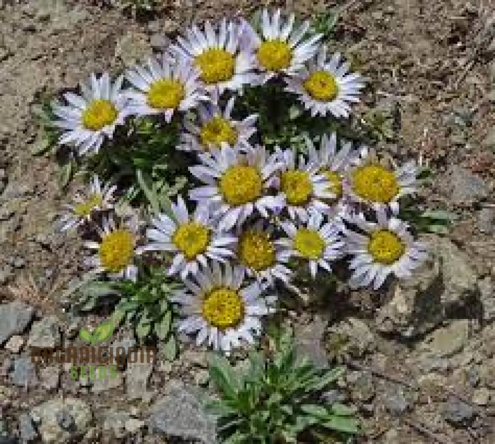 Townsendia Rothrockii Seeds for Gardening Enthusiasts - High-Quality Flower Seeds for Your Garden - Image 3