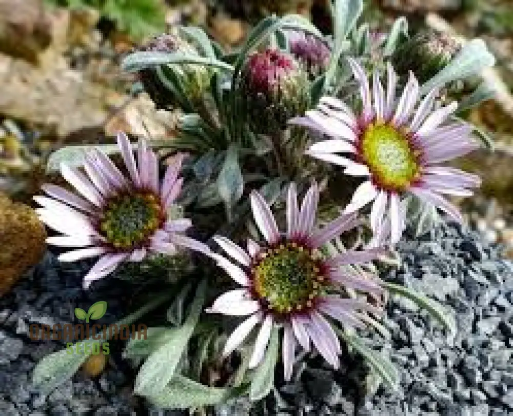 Townsendia Rothrockii Seeds for Gardening Enthusiasts - High-Quality Flower Seeds for Your Garden - Image 4