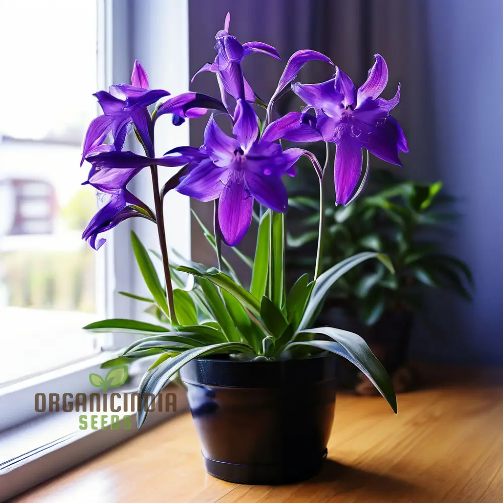 Tradescantia Spiderwort Seeds – Colorful Three-Petal Blooms for Borders, Wildlife Gardens, Containers & Easy Perennial Landscaping