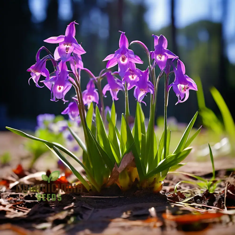 Tradescantia Spiderwort Seeds – Colorful Three-Petal Blooms for Borders, Wildlife Gardens, Containers & Easy Perennial Landscaping - Image 3