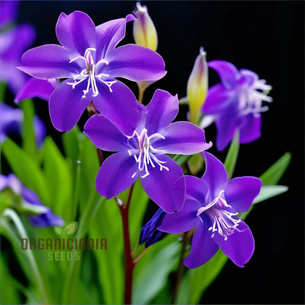 Tradescantia Spiderwort Seeds – Colorful Three-Petal Blooms for Borders, Wildlife Gardens, Containers & Easy Perennial Landscaping - Image 4