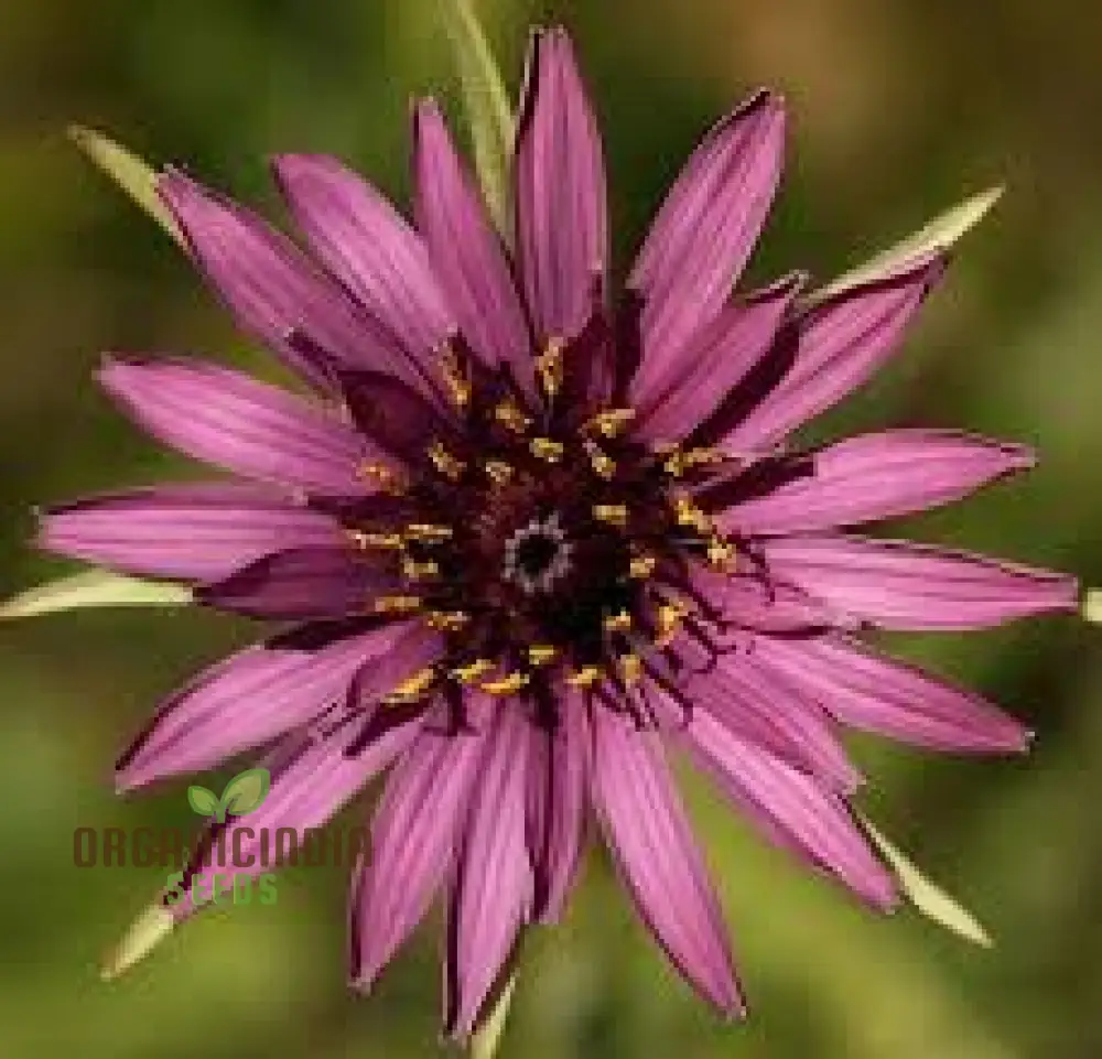 Tragopogon porrifolius Seeds for Gardening | Hardy Biennial Flowering Seeds