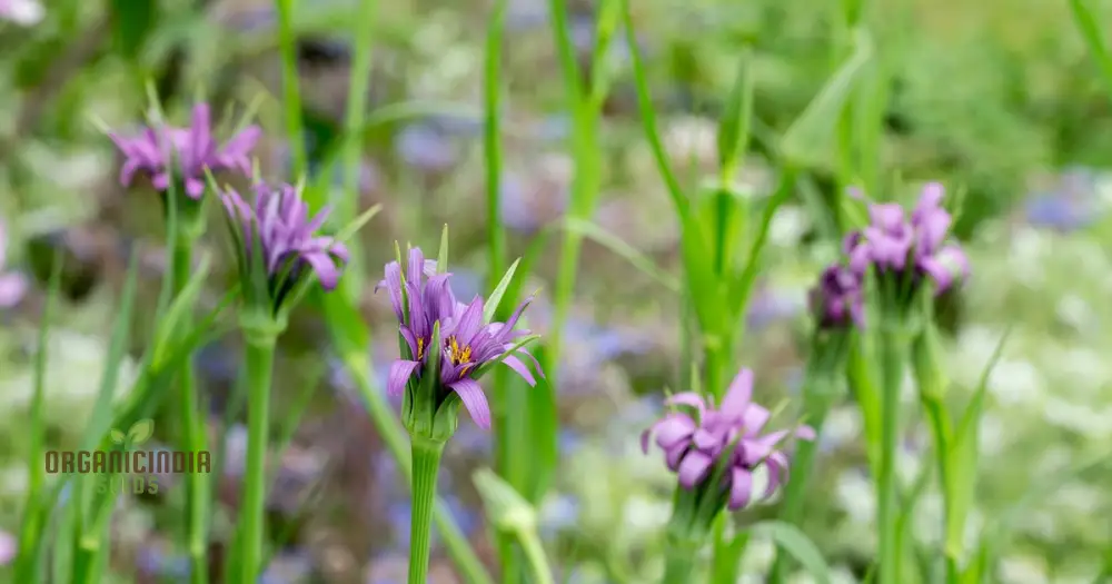Tragopogon porrifolius Seeds for Gardening | Hardy Biennial Flowering Seeds - Image 3