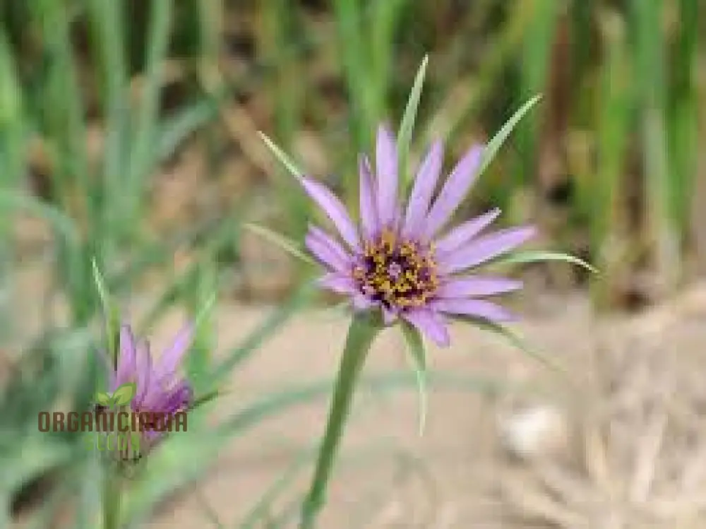 Tragopogon porrifolius Seeds for Gardening | Hardy Biennial Flowering Seeds - Image 4