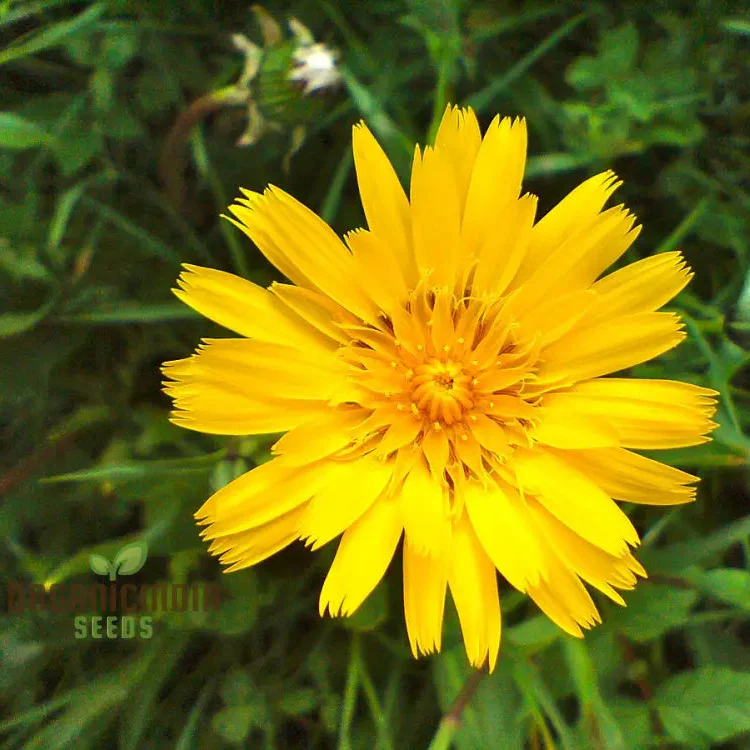 Tragopogon Pratensis Seeds for Gardening Enthusiasts | Wildflower Seed Packet for Beautiful Gardens