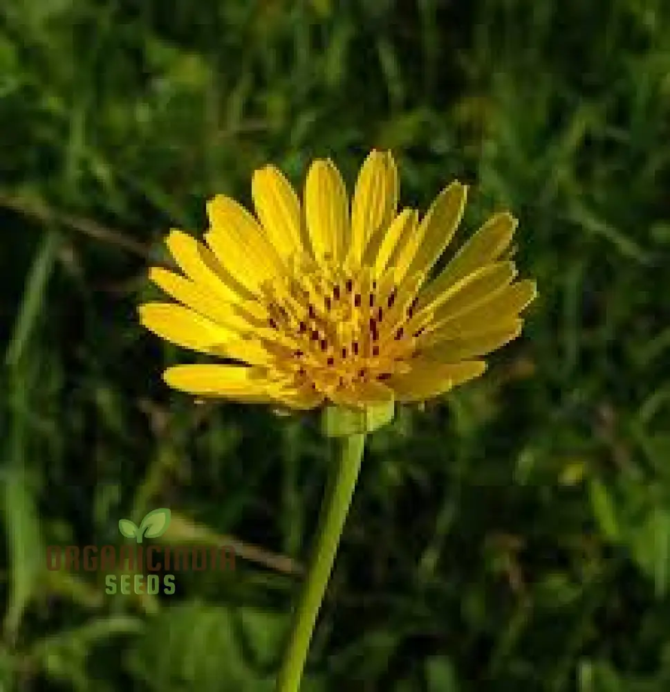 Tragopogon Pratensis Seeds for Gardening Enthusiasts | Wildflower Seed Packet for Beautiful Gardens - Image 2