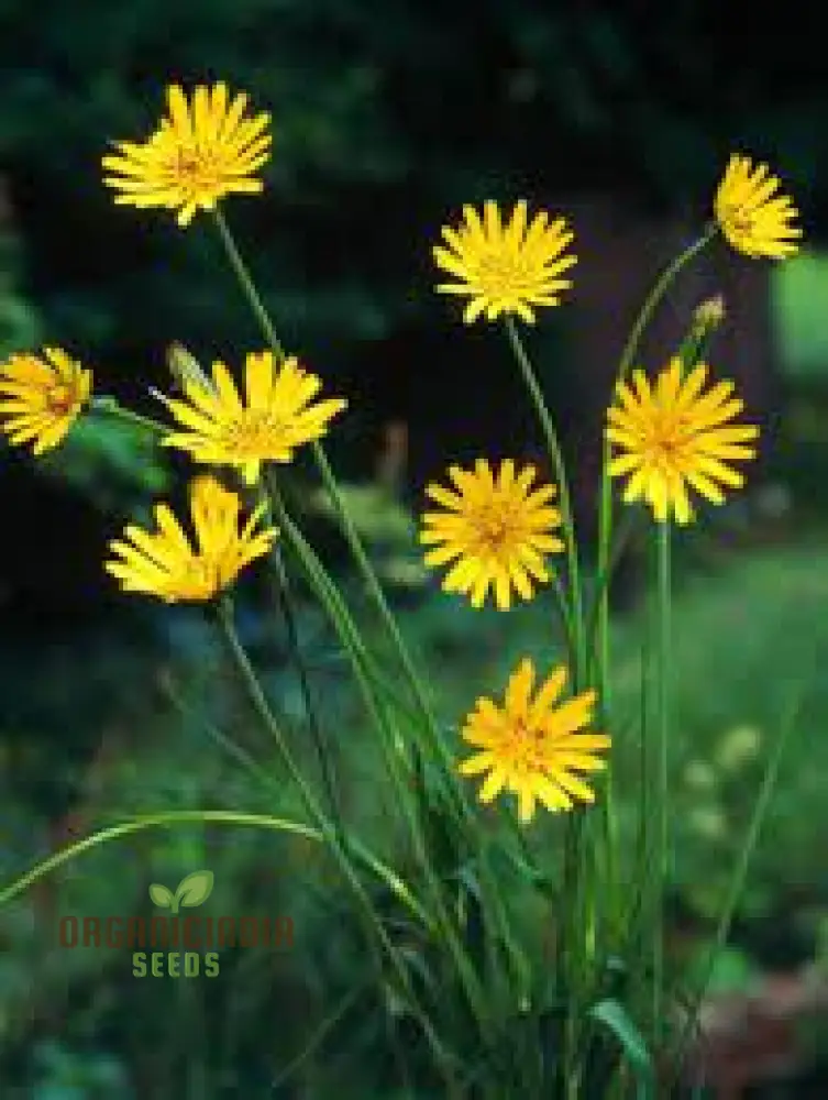 Tragopogon Pratensis Seeds for Gardening Enthusiasts | Wildflower Seed Packet for Beautiful Gardens - Image 3