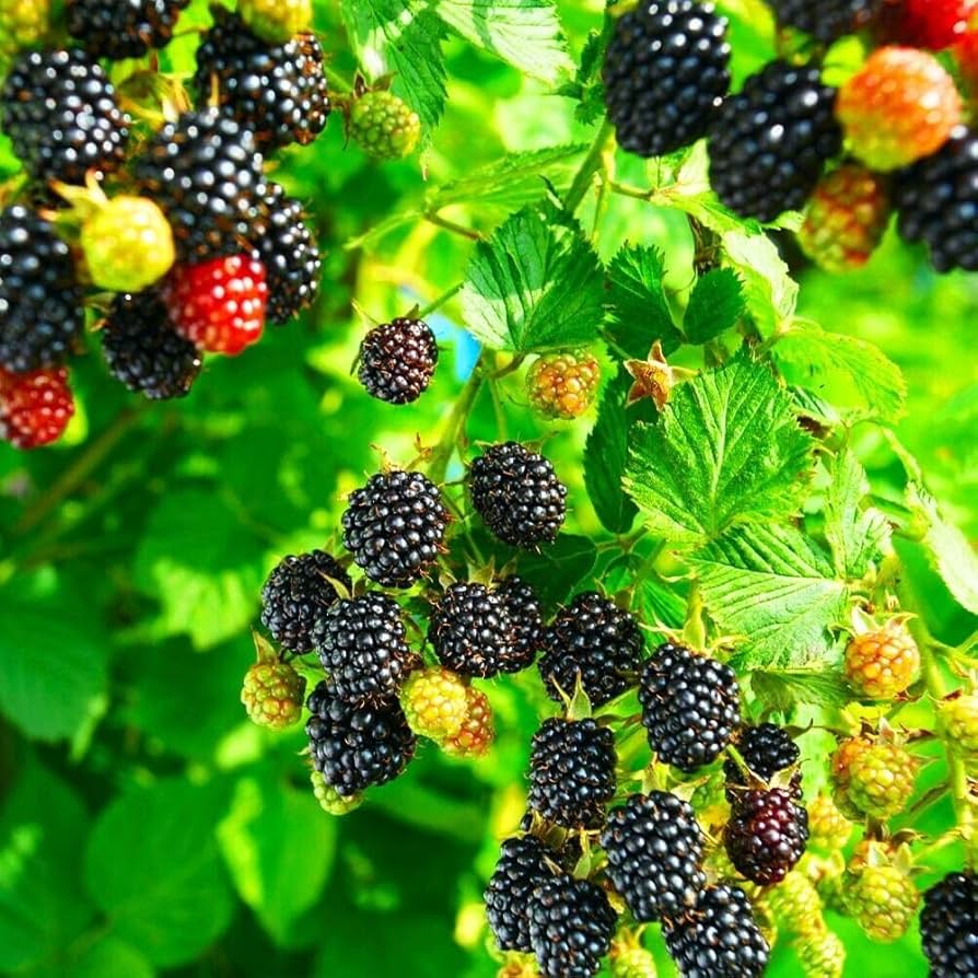 Trailing Blackberry Fruit Seeds