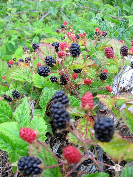 Trailing Blackberry Fruit Seeds - Image 2