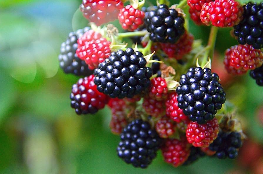 Trailing Blackberry Fruit Seeds - Image 4