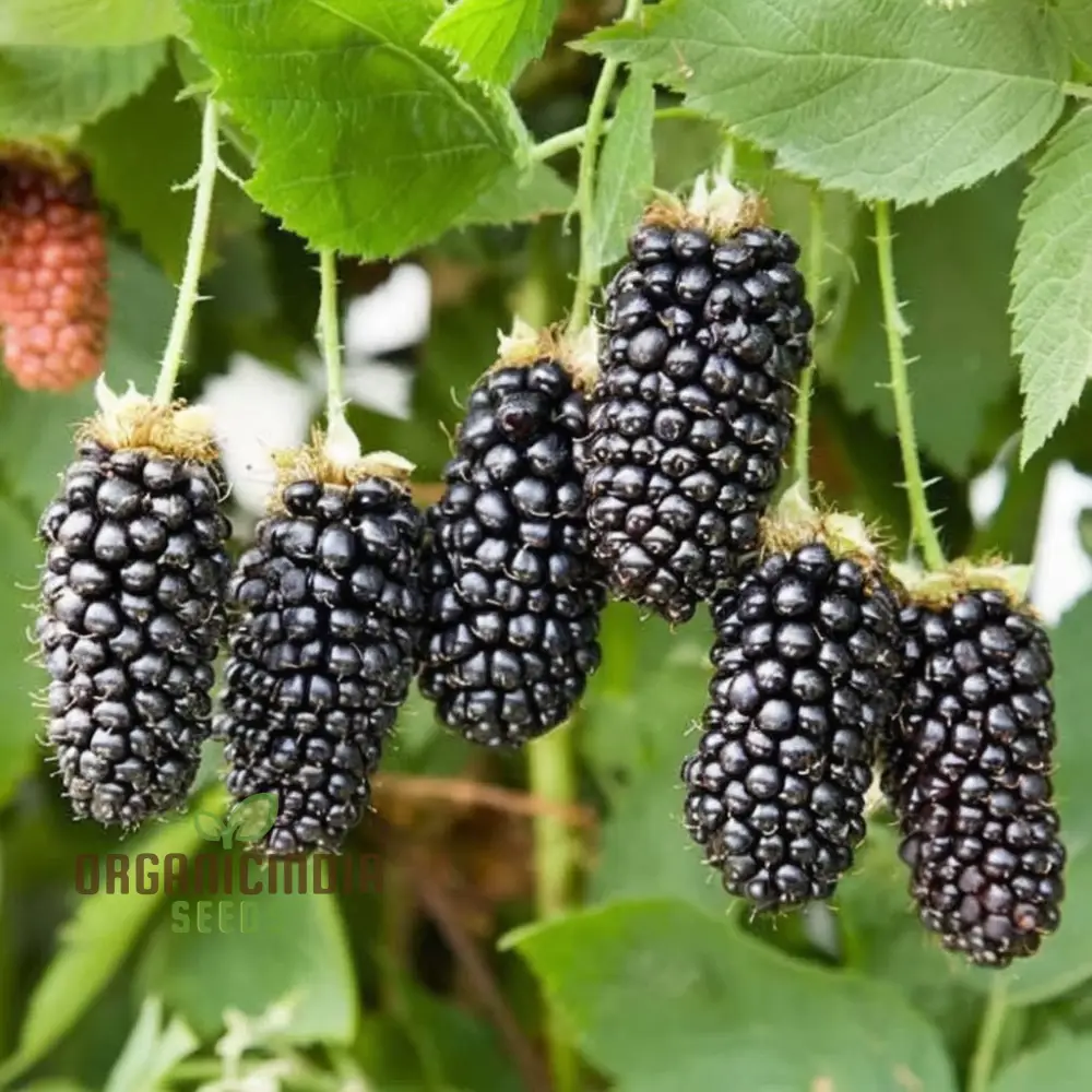 Trailing Blackberry Fruit Seeds - Image 5