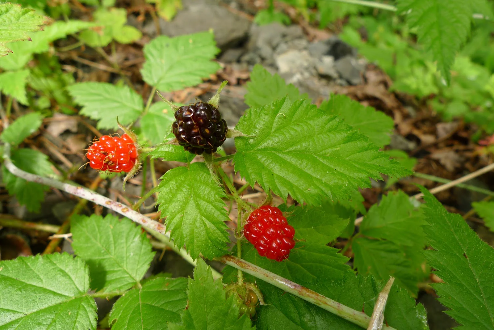 Trailing Blackberry Fruit Seeds - Image 6