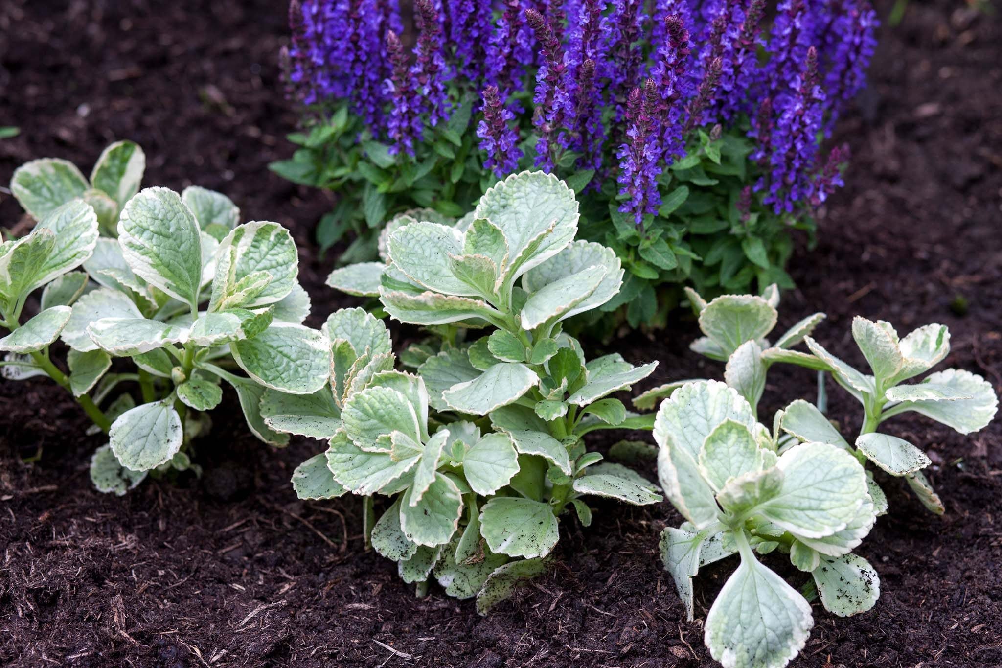 Coleus Canina Plant Seeds - Repel Pests Naturally with Cat Repellent Plant, Premium Plant Seeds for Effective Planting and Gardening - Image 3