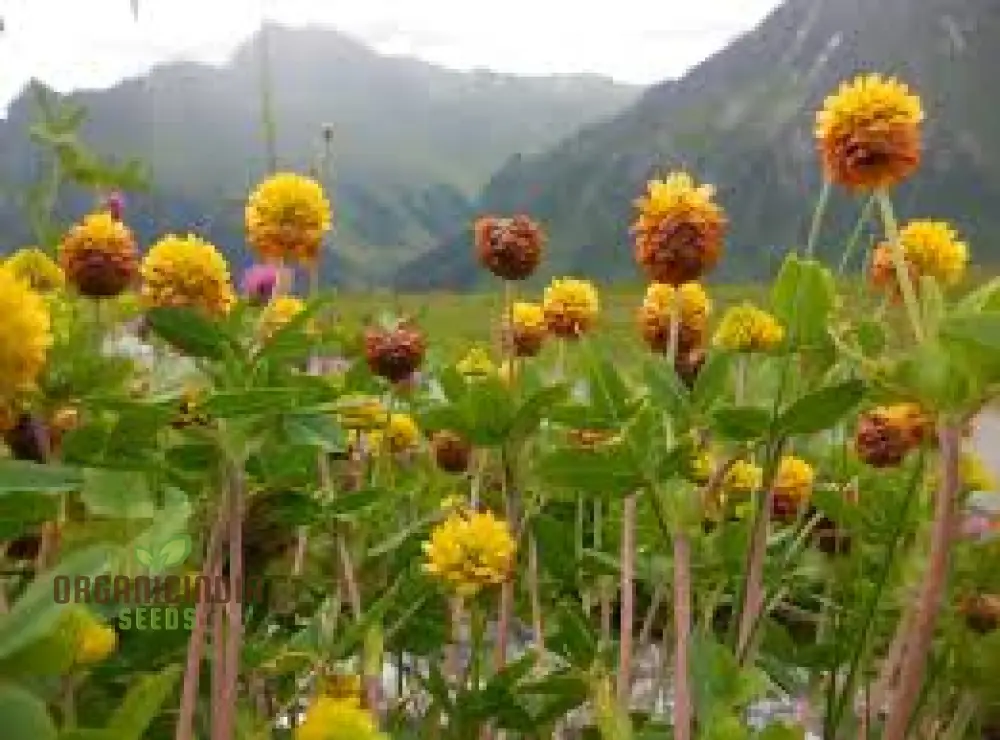 Trifolium Badium Seeds - Premium Gardening Clover for Soil Enrichment and Wildlife Habitat Creation - Image 3